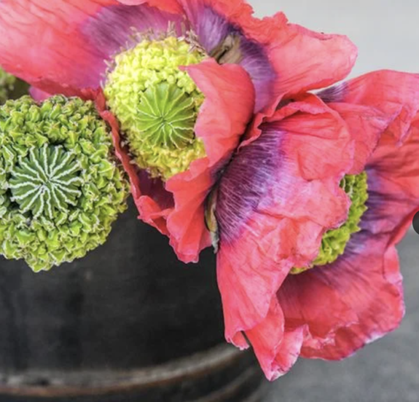 Poppy - Hens and Chicks  - Papaver somniferum (3.25" pot)